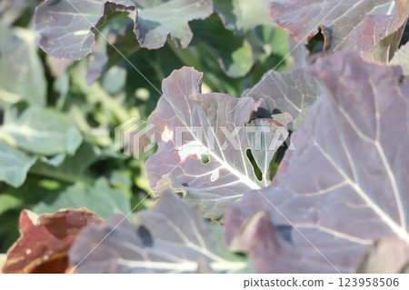 在該字段中的西蘭花 在該字段中的西蘭花 123958506