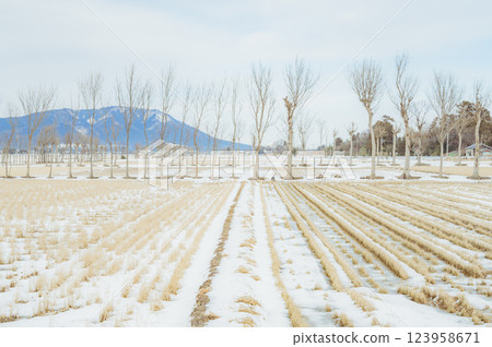 Niigata: Winter rural scenery 123958671