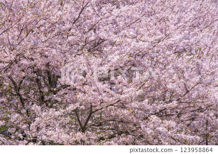 櫻花盛開 123958864