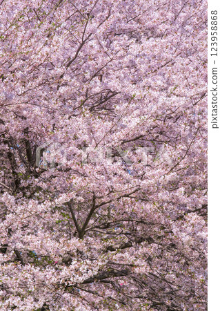 Cherry tree in full bloom  123958868