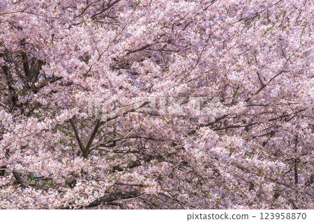 Cherry tree in full bloom  123958870
