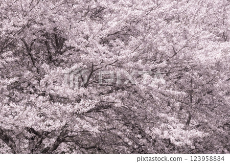 櫻花盛開 櫻花盛開 123958884