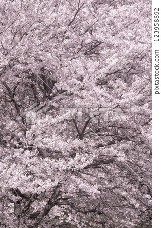 櫻花盛開 櫻花盛開 123958892