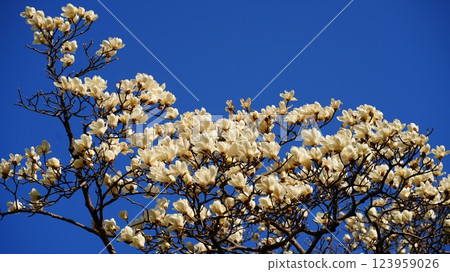 The white magnolia flowers against the blue sky at Hamarikyu Gardens 123959026