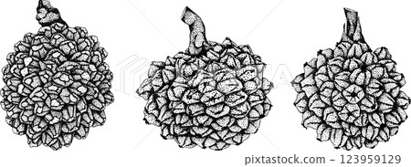 Pandan fruit, Sargassum. Hand drawn engraving tropical plant. Pandan fruit, Sargassum. Hand drawn engraving tropical plant. 123959129