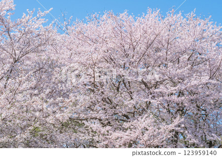Cherry tree in full bloom  123959140