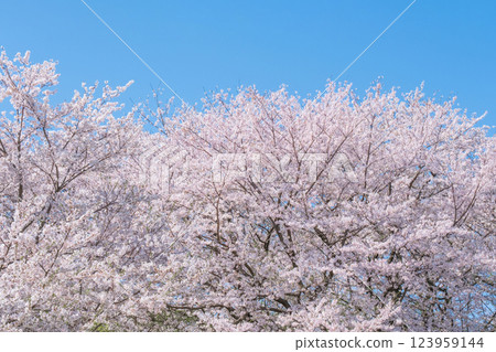 櫻花盛開 123959144