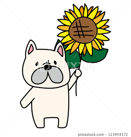 法國鬥牛犬拿著向日葵 法國鬥牛犬拿著向日葵 123959172