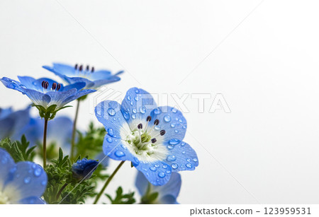Close up of nemophila flower 123959531