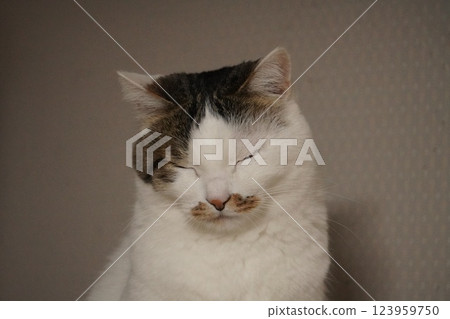 An eye catching cat 123959750