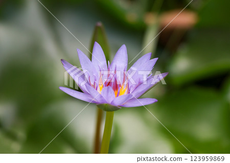 close up lotus flower yellow and purple color is so beautiful 123959869