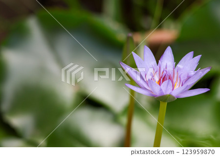 close up lotus flower yellow and purple color is so beautiful 123959870