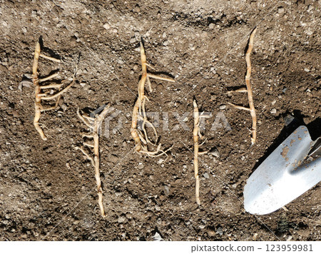 種植並重新種植夏季蔬菜生薑！薑根莖的照片 123959981