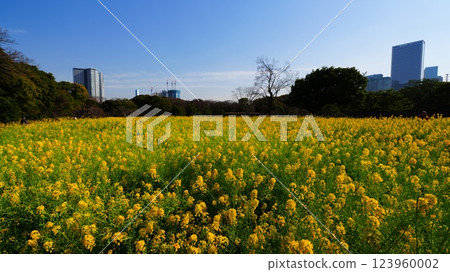 Hama-rikyu Gardens in Spring 2025: Rape blossoms in full bloom Hama-rikyu Gardens in Spring 2025: Rape blossoms in full bloom 123960002
