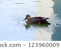 Duck duck 123960009