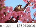 Sparrow and Sparrow 123960010