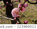 Pink plum blossom 123960011