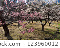Plum blossom  123960012
