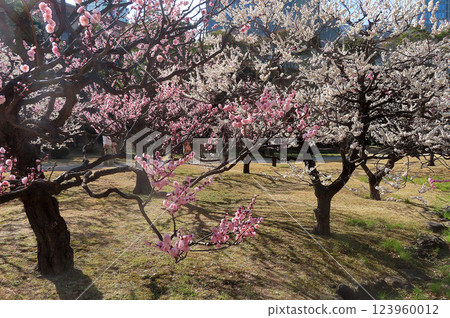 Plum blossom Plum blossom 123960012