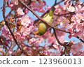 Cherry blossoms and nightingale 123960013