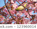 Cherry blossoms and nightingale 123960014