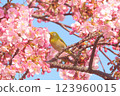 Cherry blossoms and nightingale 123960015