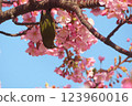 Warbler and cherry blossoms 123960016