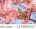 Sparrow and cherry tree 123960017