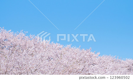 櫻花盛開，藍藍的天空 123960502