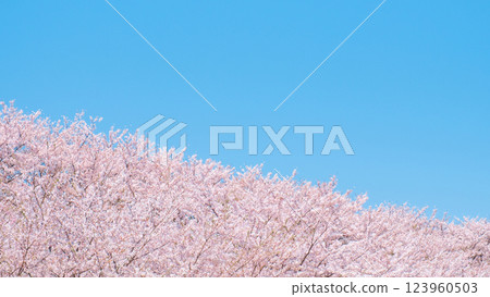 Cherry blossoms in full bloom and blue sky Cherry blossoms in full bloom and blue sky 123960503