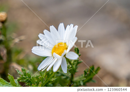 White flower White flower 123960544