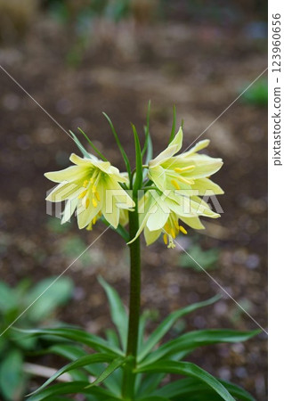 7692 Fritillaria raddeana 7692 Fritillaria raddeana 123960656