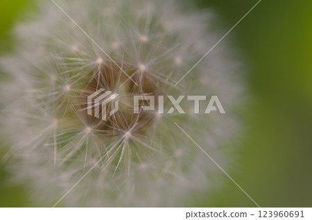 蒲公英的絨毛飛起來的那一刻 123960691