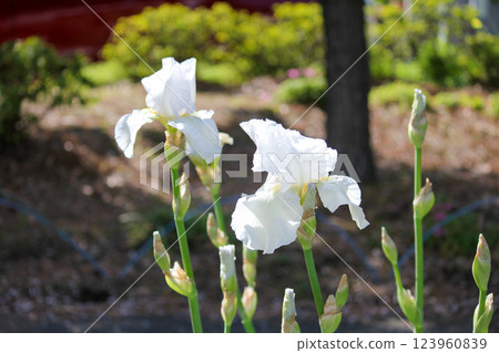 White iris flowers seen in a nearby park White iris flowers seen in a nearby park 123960839