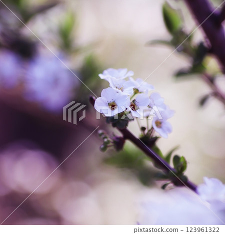 Spring snow willow flowers Spring snow willow flowers 123961322