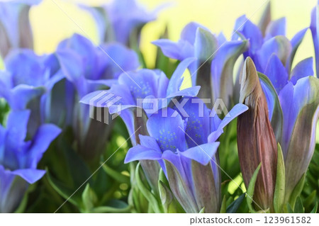 龍膽,藍紫色花朵,特寫 龍膽,藍紫色花朵,特寫 123961582