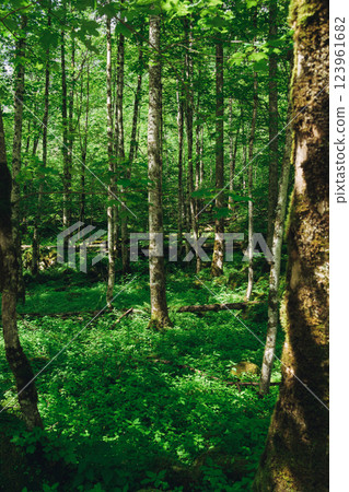 Konigssee Lake in Bavaria Germany with Church by the Lake White Boat Forested Mountain and Beautiful Sunny Trekking in Berchtesgaden German Alps. High quality photo 123961682