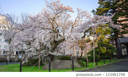 Ishiwarizakura in full bloom in the morning, Morioka City Ishiwarizakura in full bloom in the morning, Morioka City 123961799