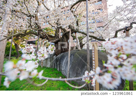 Ishiwarizakura in full bloom in the morning, Morioka City 123961861