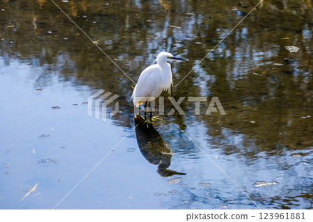Little Egret Jindai Botanical Gardens Aquatic Plant Garden Little Egret Jindai Botanical Gardens Aquatic Plant Garden 123961881