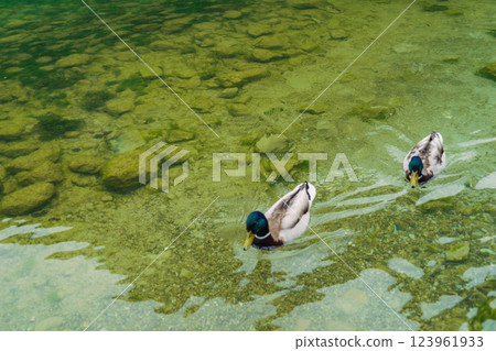 gadwall mallard swiming A stunning view of a lush green forest surrounded by towering mountain peaks. The serene landscape evokes a sense of peace and natural beauty, perfect for nature enthusiasts gadwall mallard swiming A stunning view of a lush green forest surrounded by towering mountain peaks. The serene landscape evokes a sense of peace and natural beauty, perfect for nature enthusiasts 123961933