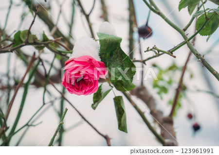 A beautiful pink rose stands out against sparkling snow, showcasing its resilience even in winters chill A beautiful pink rose stands out against sparkling snow, showcasing its resilience even in winters chill 123961991