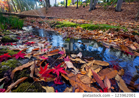 港北新城笹文年路的紅葉 123962001