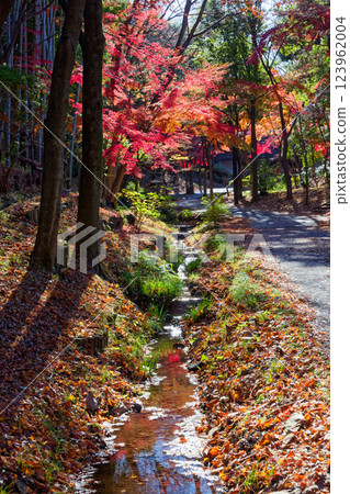 Autumn leaves on Sasabunen Road in Kohoku New Town Autumn leaves on Sasabunen Road in Kohoku New Town 123962004