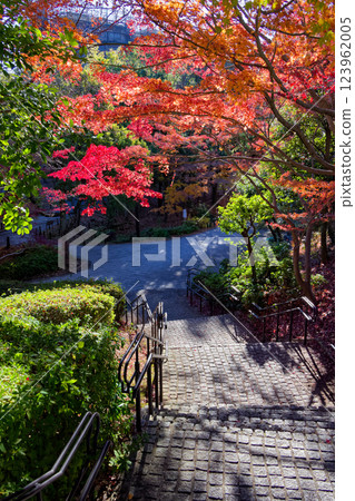 港北新城笹文年路的紅葉 港北新城笹文年路的紅葉 123962005