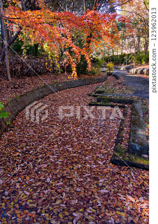 Autumn leaves on Sasabunen Road in Kohoku New Town 123962013