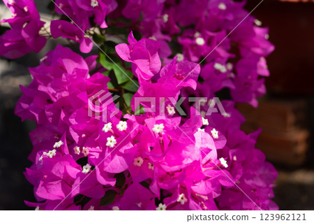 Vung Tau Beach with Blue Sky Flowers and Mother Mary Statue Scenic Coastal View with Coffee Shop Nearby High quality photo Vung Tau Beach with Blue Sky Flowers and Mother Mary Statue Scenic Coastal View with Coffee Shop Nearby High quality photo 123962121