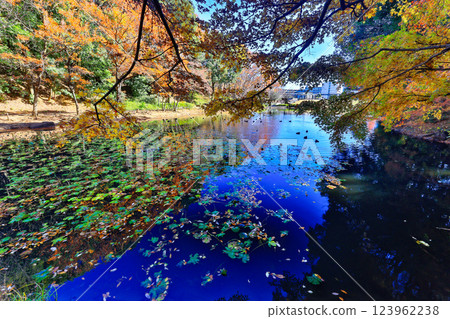 Autumn leaves in Kohoku New Town and Tsuzuki Chuo Park 123962238