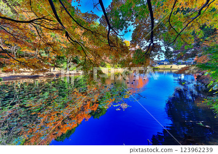 Autumn leaves in Kohoku New Town and Tsuzuki Chuo Park 123962239