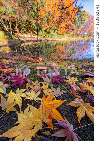 Autumn leaves in Kohoku New Town and Tsuzuki Chuo Park 123962241
